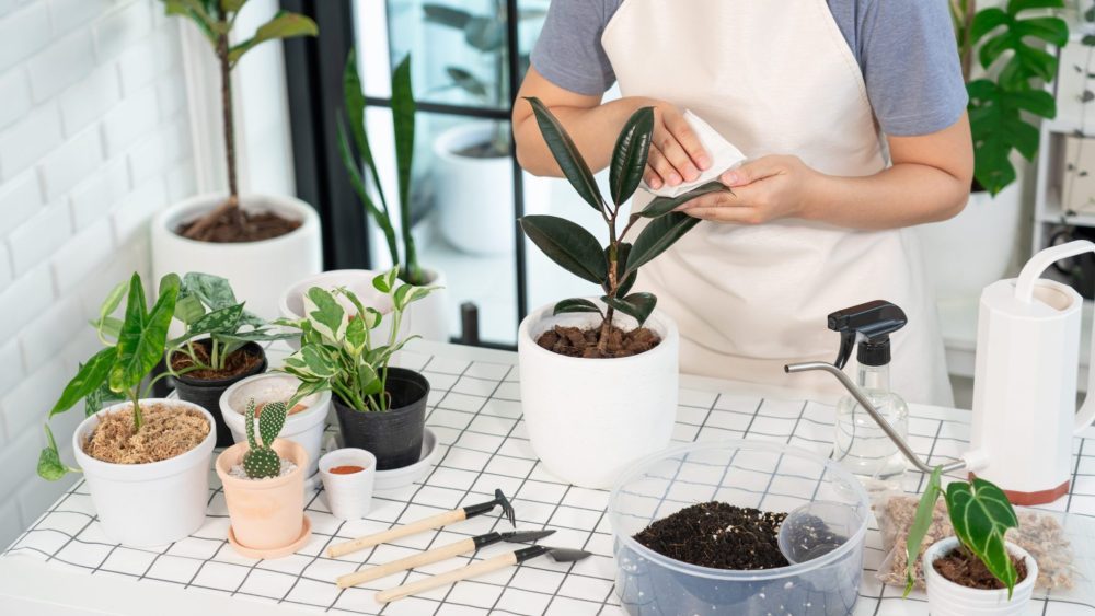 Houseplant craze explained