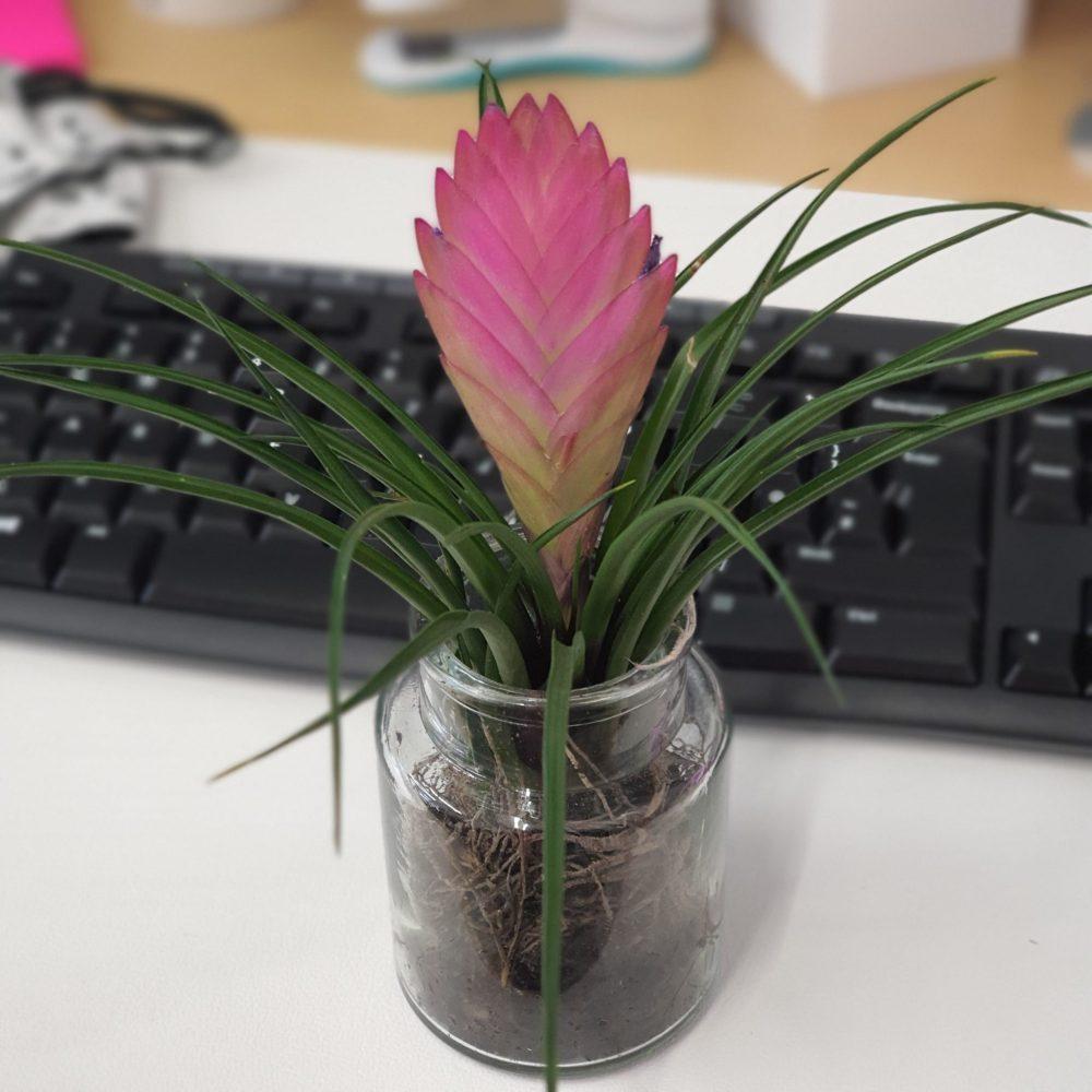 Tillandsia air plant with a pink bloom in a small glass pot in front of a keyboard