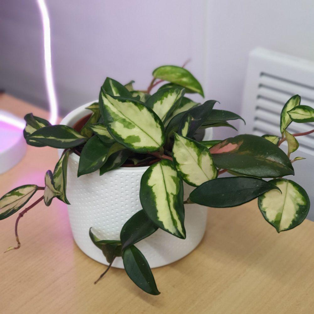 Hoya plant with variegated green and cream leaves in a white pot