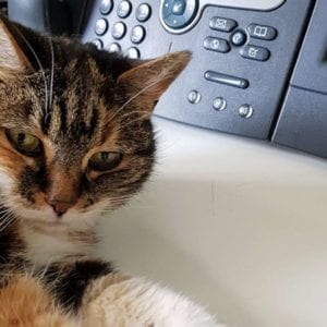 a brown cat in front of a telephone.