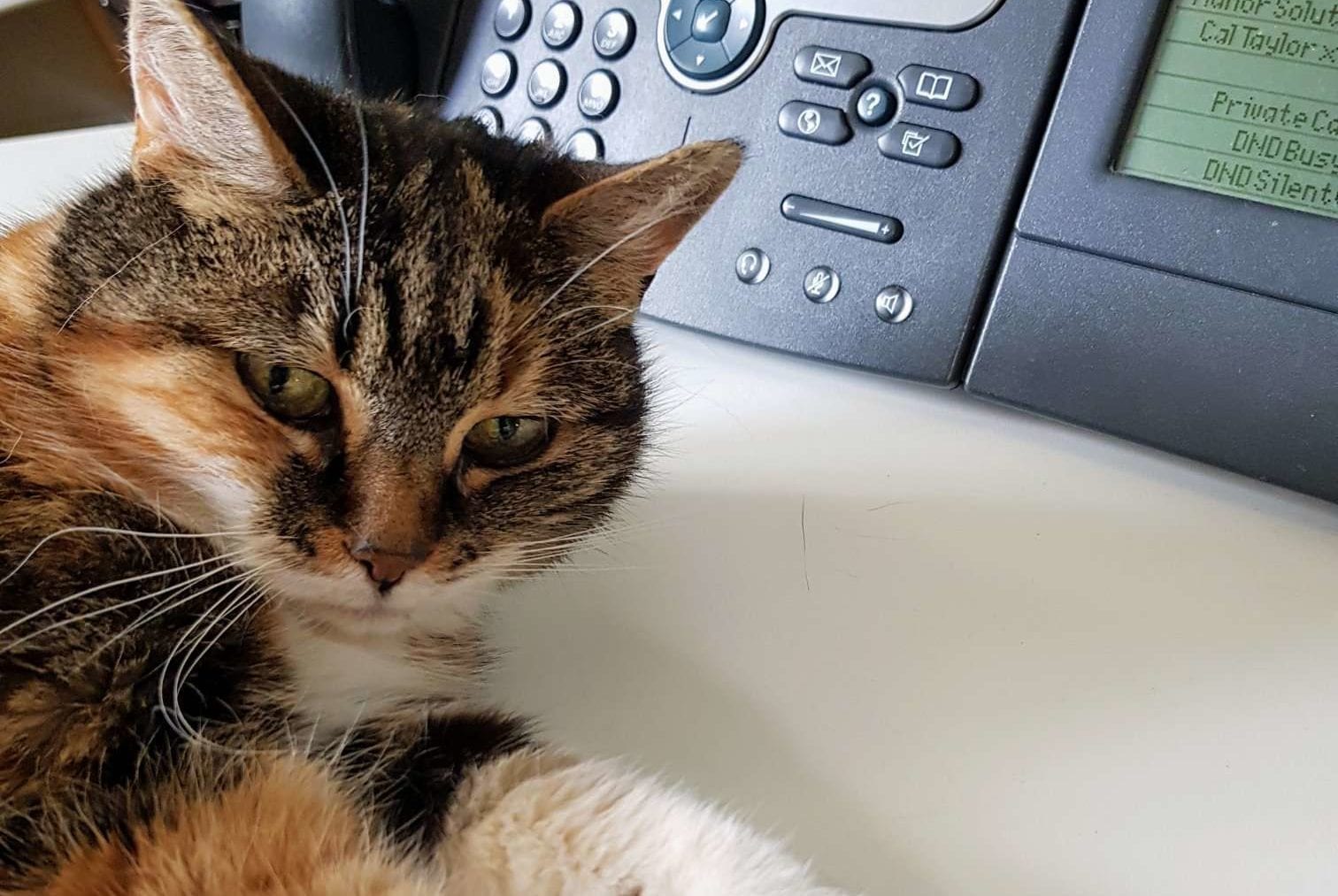 a brown cat in front of a telephone.