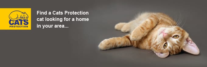 a cat lying on a floor and there is Cat protection logo with a yellow background