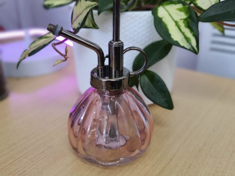 Fern & Ivy – Pink Glass Plant Mister Pink glass plant mister on a desk in front of a leafy plant in a white pot