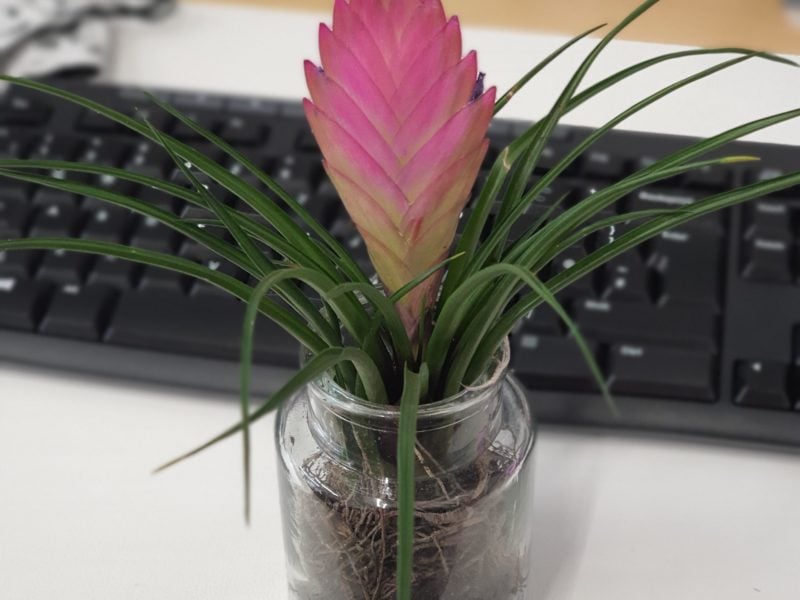 Fern & Ivy – PInk Quill Tillandsia air plant with a pink bloom in a small glass pot in front of a keyboard