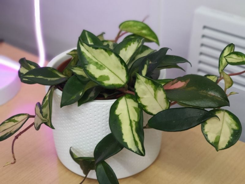Fern & Ivy – Wax Plant Hoya plant with variegated green and cream leaves in a white pot